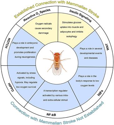 Corrigendum: What can the common fruit fly teach us about stroke?: lessons learned from the hypoxic tolerant Drosophila melanogaster